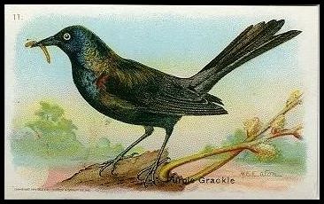 J9-1 11 Purple Grackle.jpg